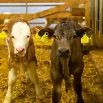 Hof Unterhuben Farm stay Fuegenberg