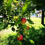 Hof Unterhuben Farm stay *