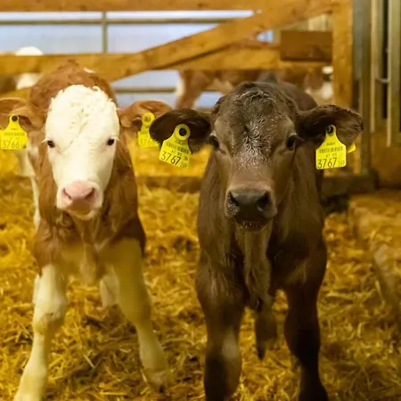 Hof Unterhuben Κατάλυμα σε φάρμα Fugenberg