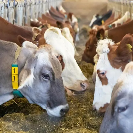 Hof Unterhuben Κατάλυμα σε φάρμα *